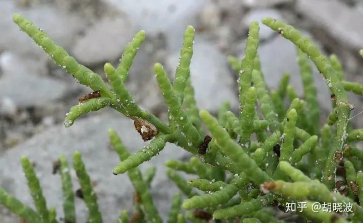 娇韵诗双萃精华熬夜精华,娇韵诗双萃精华效果前后对比图片