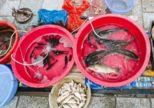 农村集市上买便宜的活鱼吃,贪便宜吃鱼