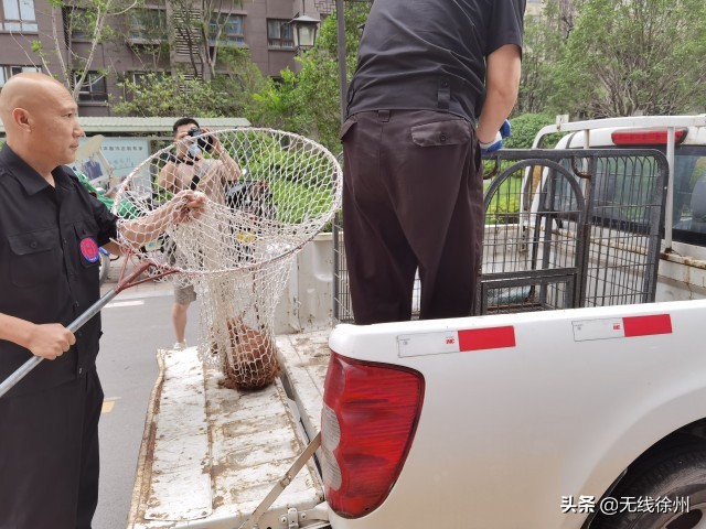 朝阳区小型犬不办狗证可以吗,有人不办狗证吗