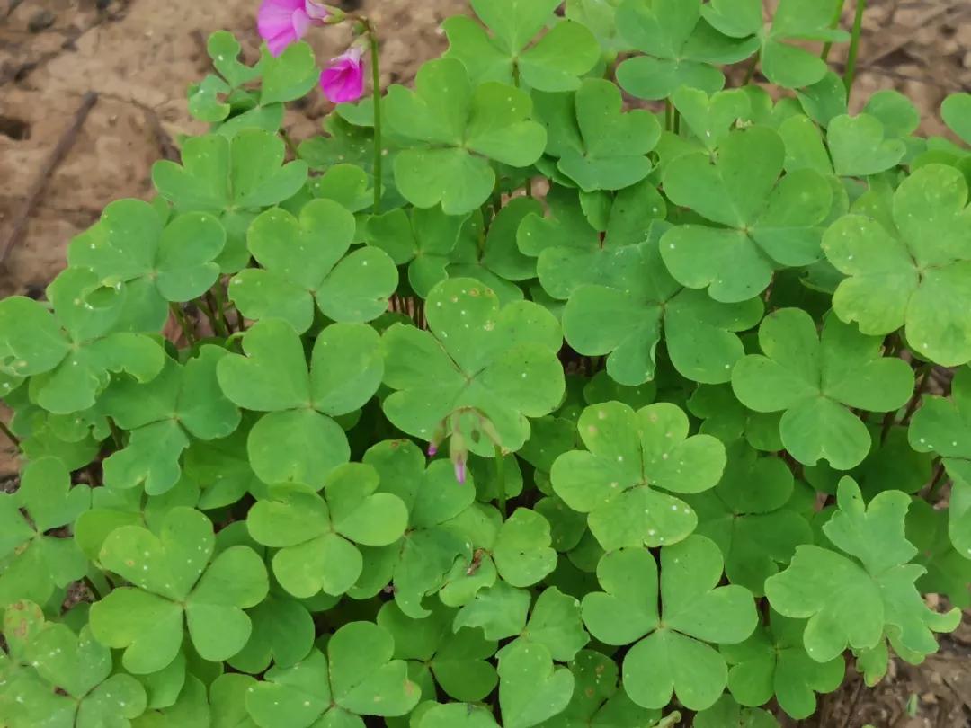 适合点缀草坪的植物,不需要光的地被植物