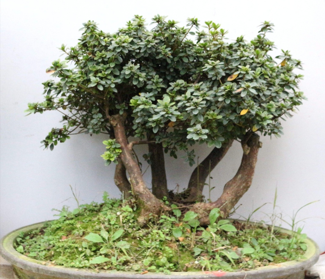 家里养杜鹃花的正确方法,杜鹃叶子长得旺怎么不开花