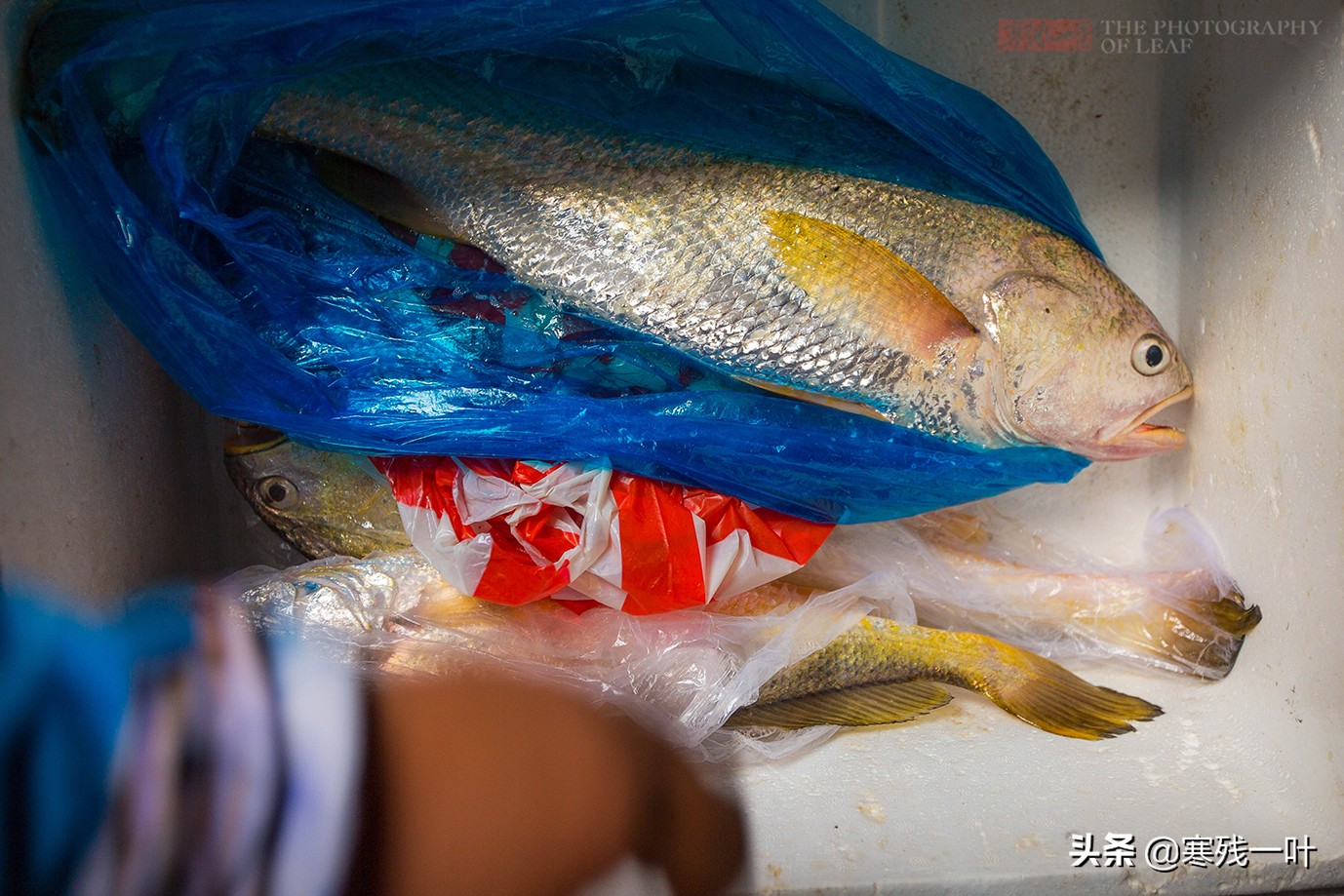 大黄鱼浙江人,浙江鱼民捕获8.7公斤野生大黄鱼