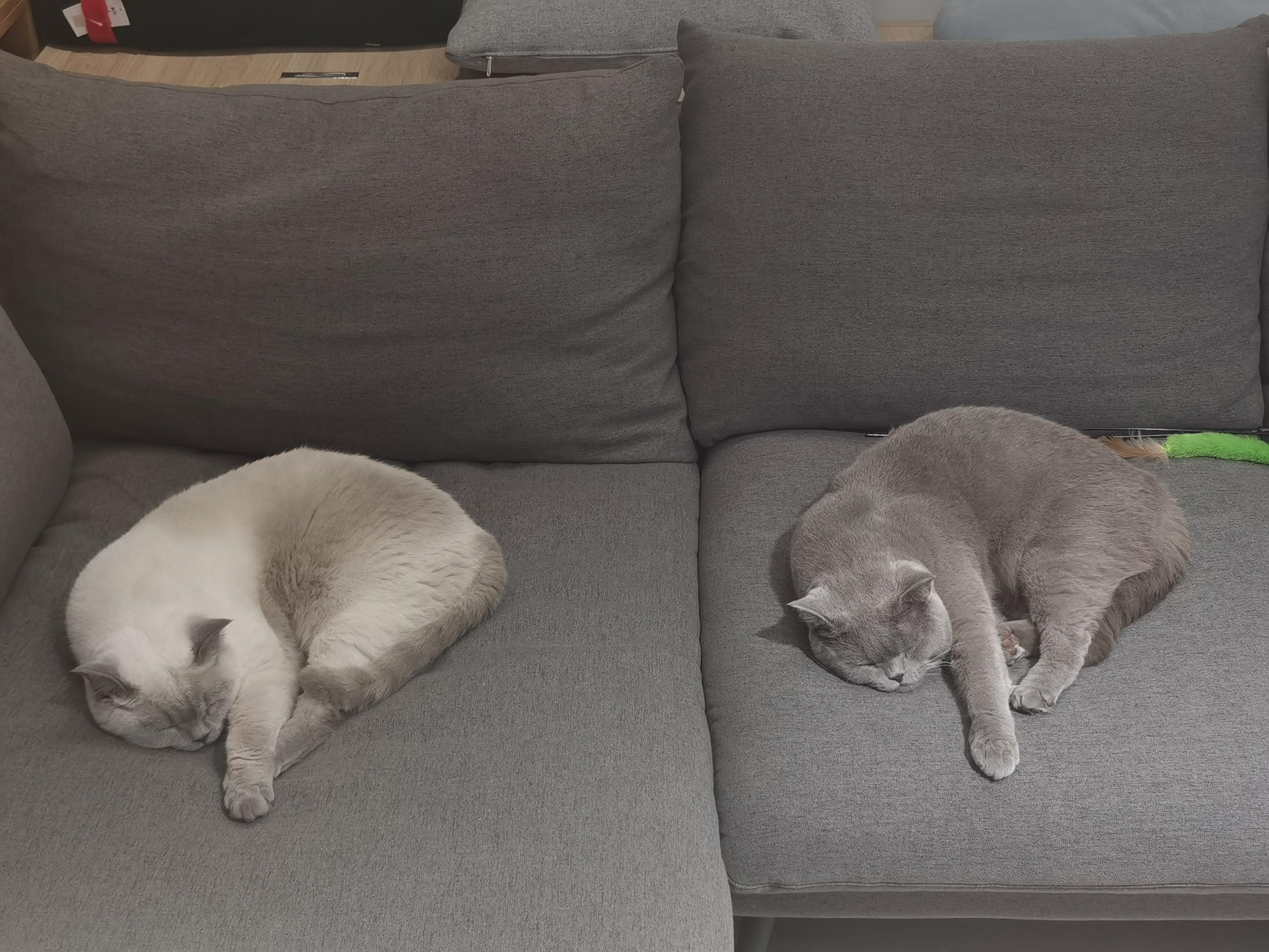 打造人宠共乐的家—“铲S官”的装修笔记