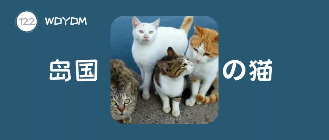 日本有很多猫岛,日本有座岛岛上全是猫咪