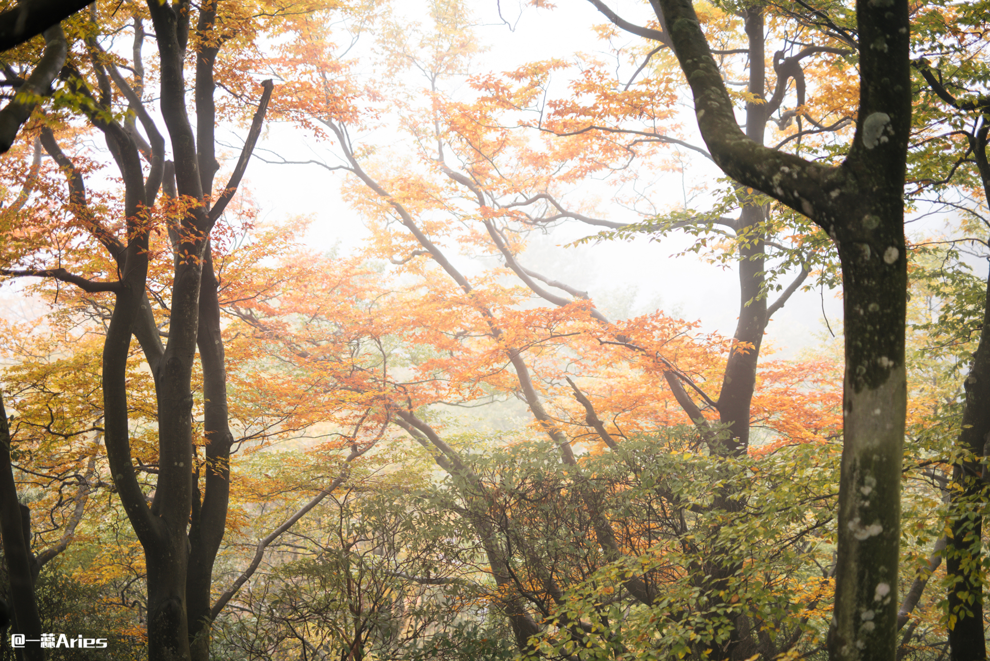 川西赏秋什么时间最好,推荐全球十大最佳赏秋胜地