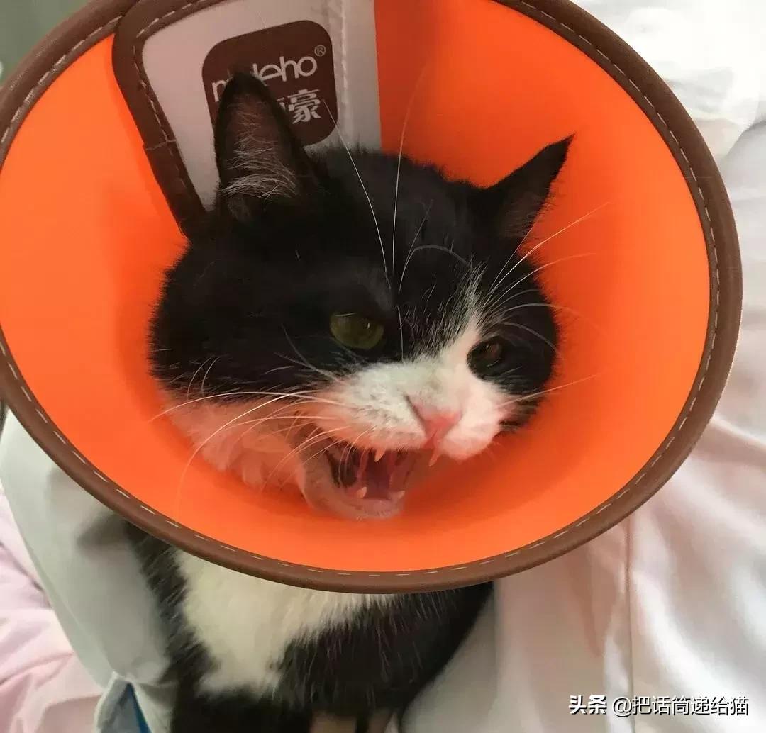 猫故事书籍,猫故事小说