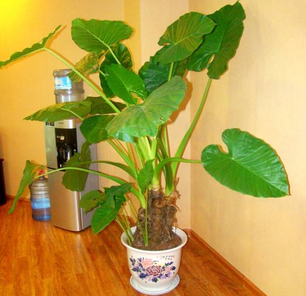 除甲醛最好的花卉什么花,除甲醛养什么花好一点