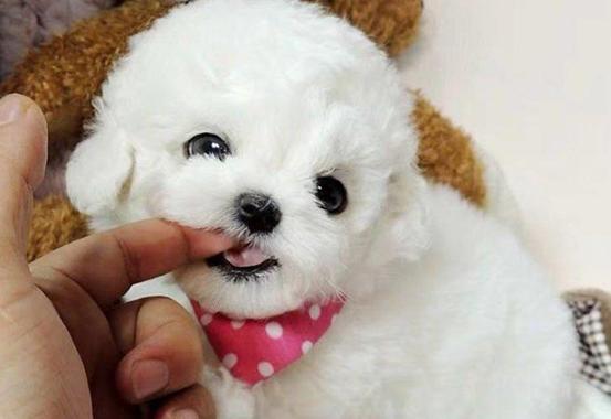 如果比熊随便大小便怎么办,比熊一天排便几次正常