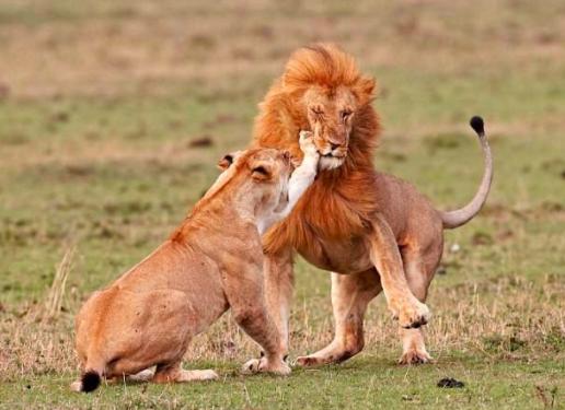 无性生殖到有性生殖的进化,无性生殖是怎么进化成有性生殖的