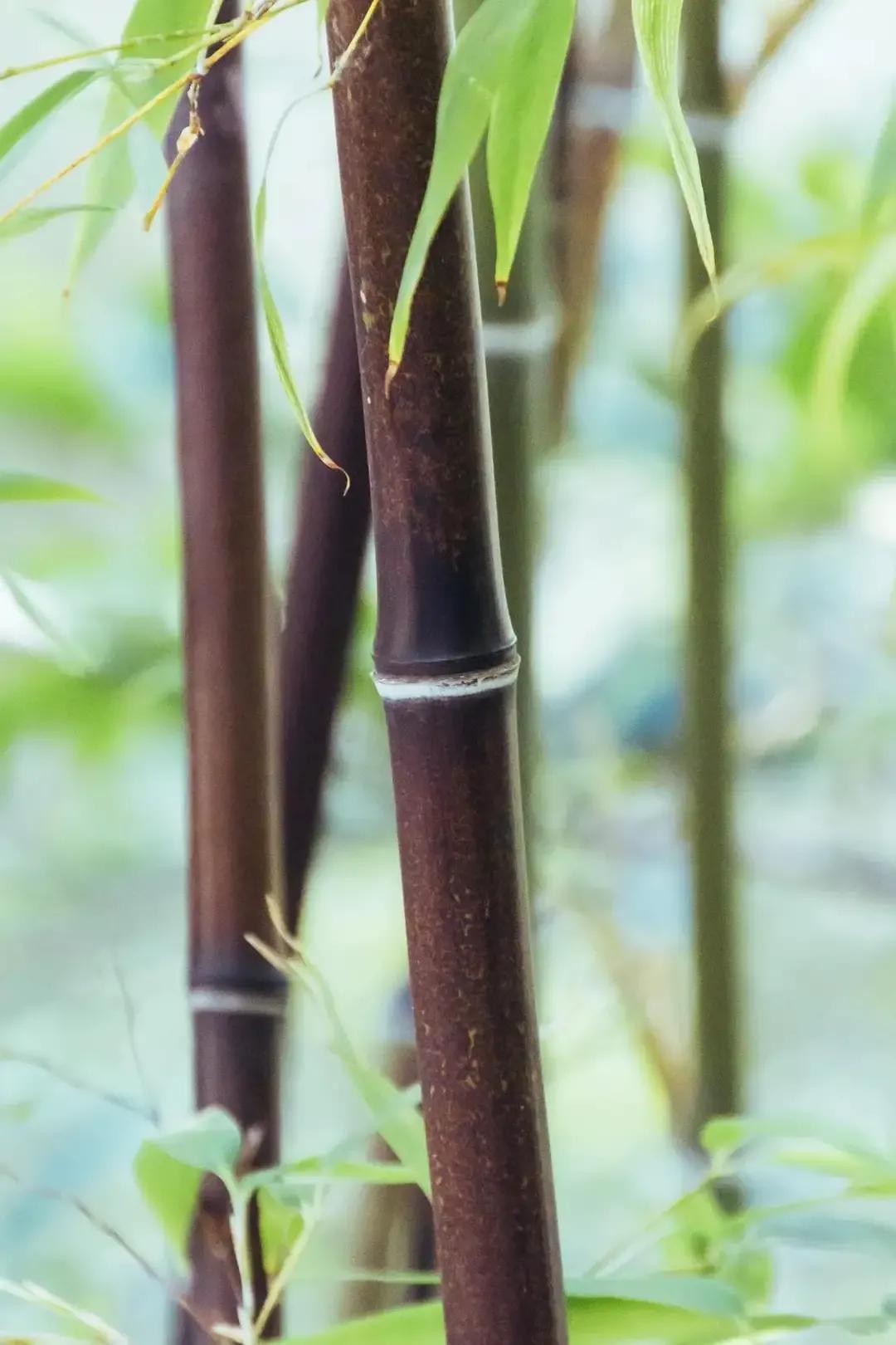 清竹帘影，风声浮月色。