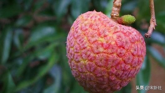 一代文豪苏东坡竟然是吃货,历史上的著名吃货苏东坡