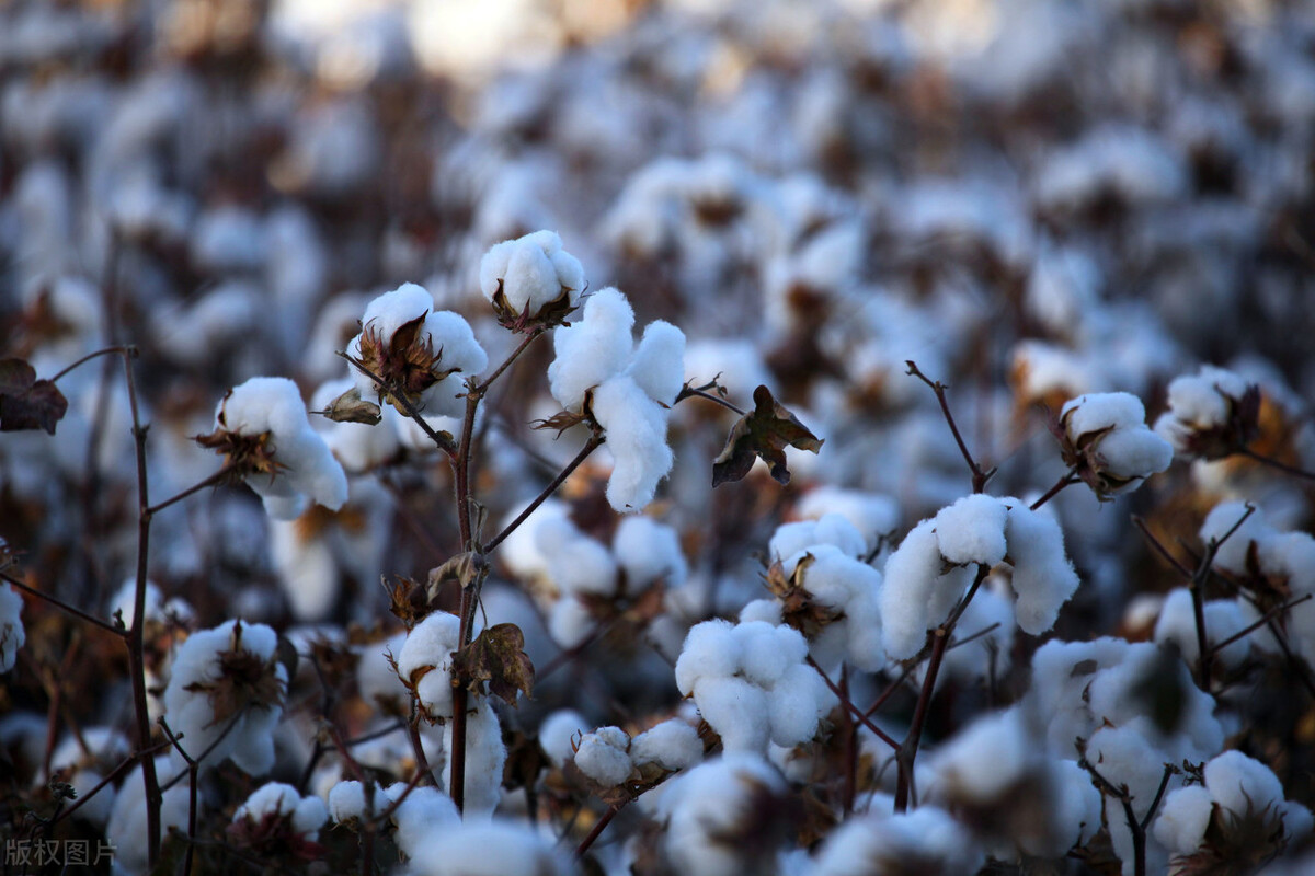 新棉花和老棉花的区别,旧棉花与新棉花区别