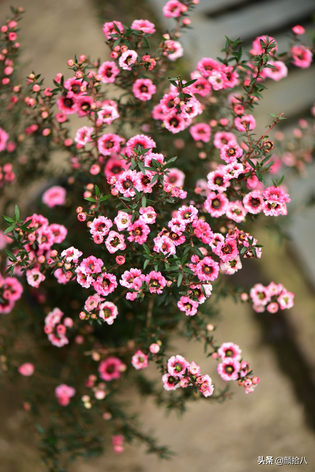 零下9度来袭，花园里的绿色是那么动人|园丁