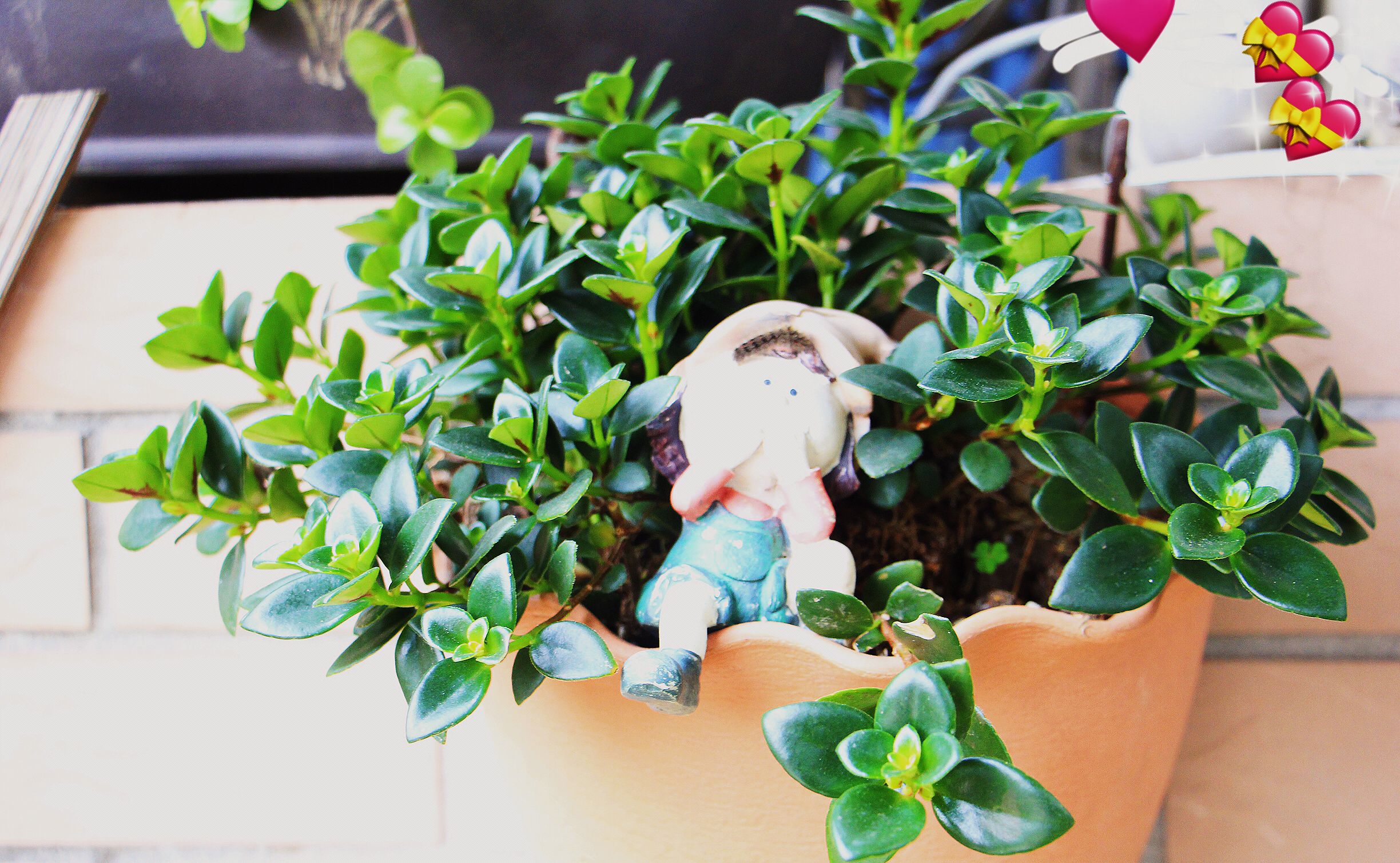 金鱼吊兰怎么养才能开花快呢,金鱼吊兰怎么养才会开花最快