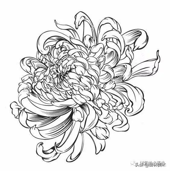 工笔花卉线稿和色稿,花卉白描线稿