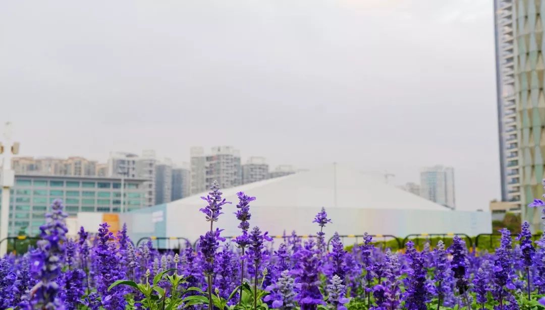 宝安西部中心,宝安中心