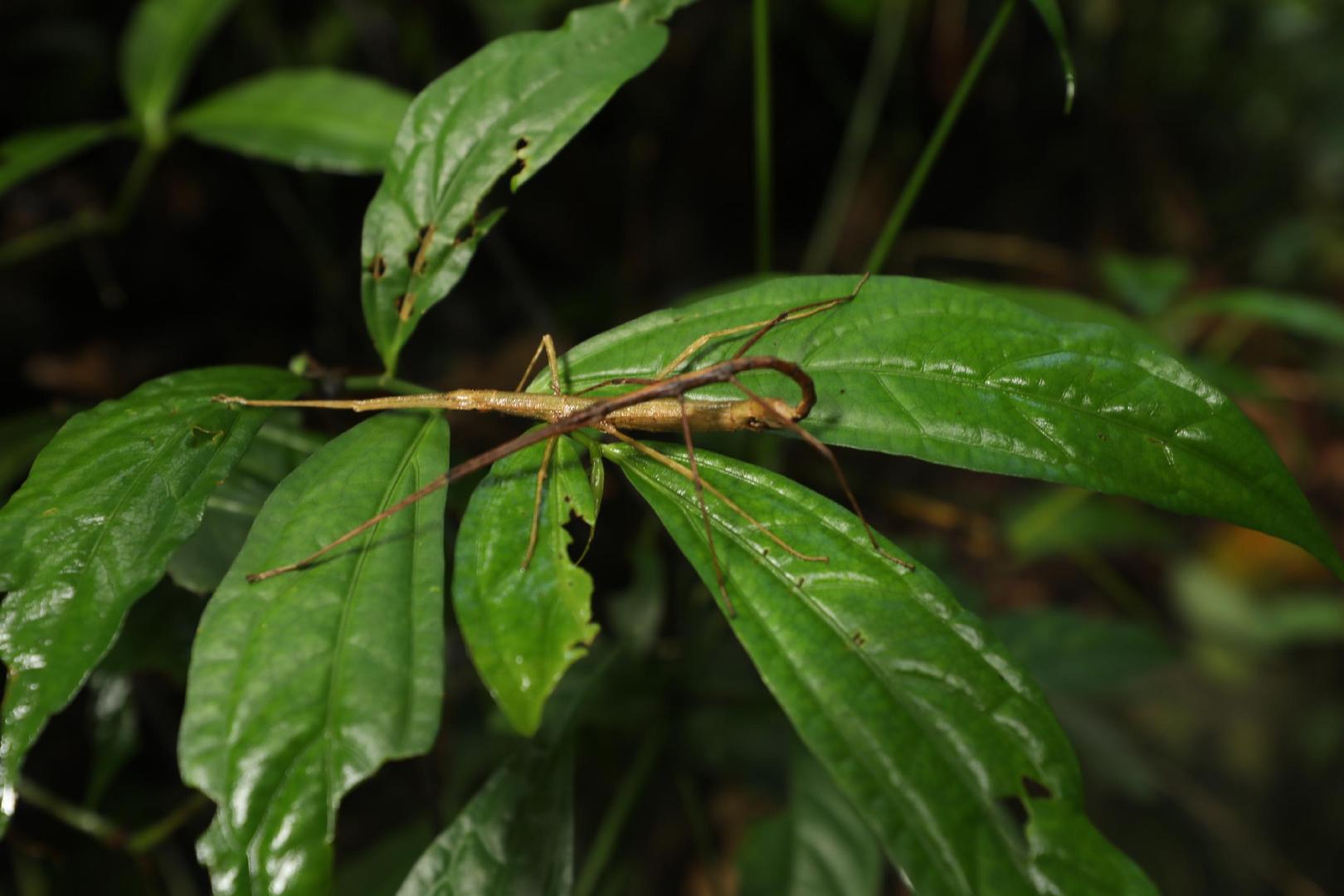地球上最复杂最庞大的生态系统是,世界上最大的热带雨林生态系统