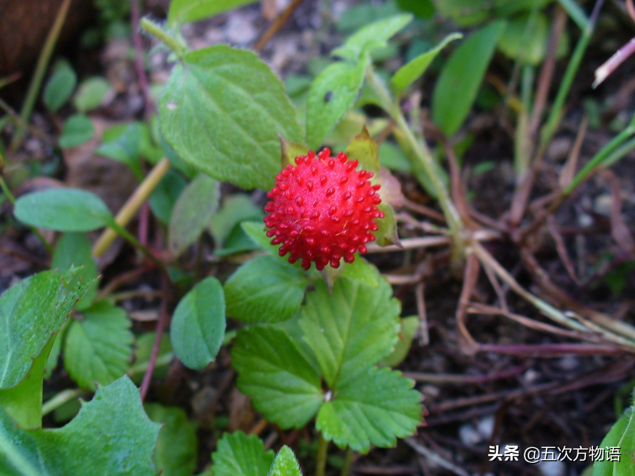 草莓上的小麻点是种子吗,草莓上的小麻点是什么呢