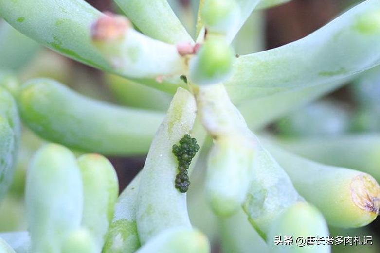 多肉被虫子啃空了,多肉叶子被虫子吃空了