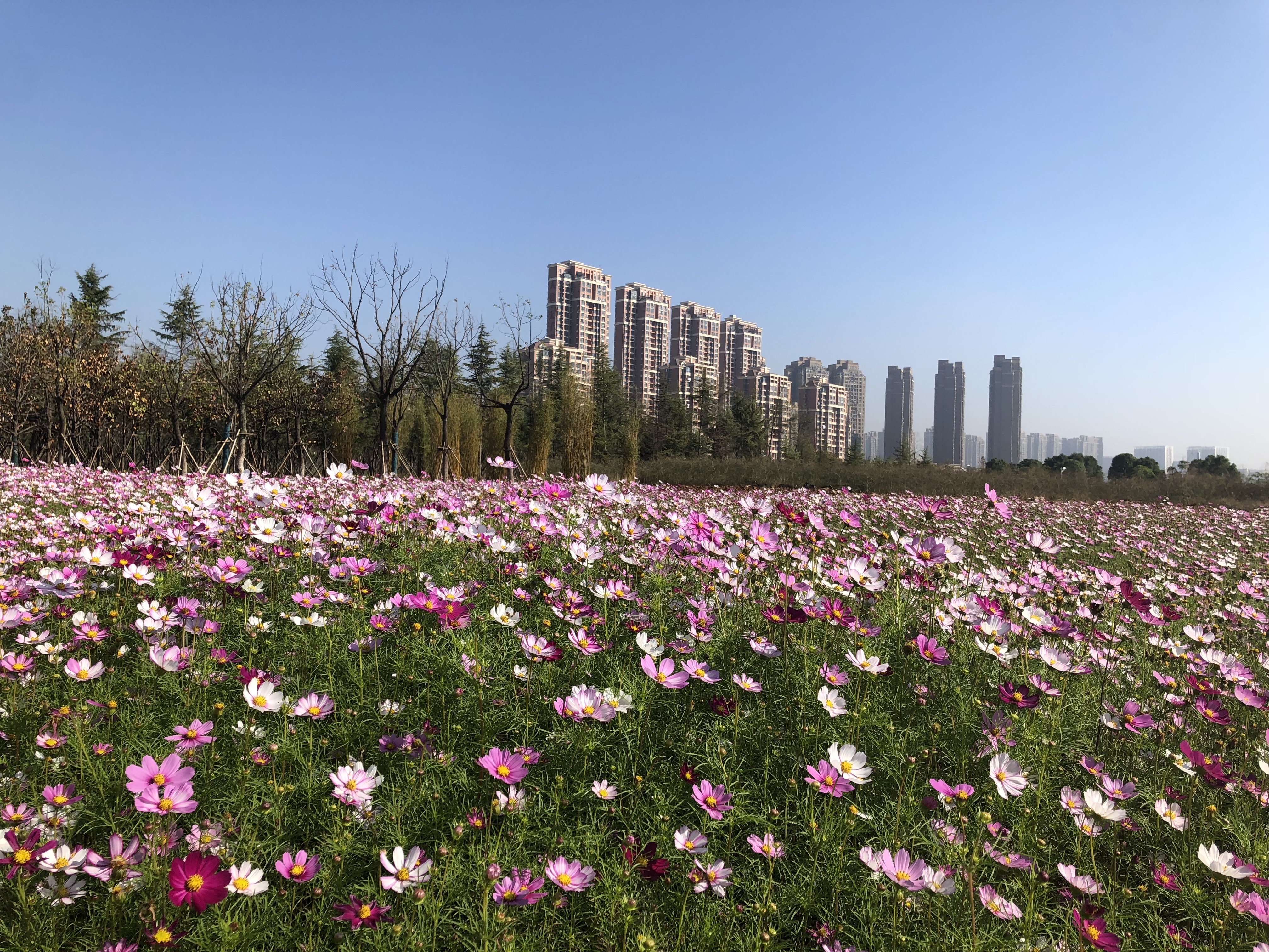 花田花海值得去吗,这些美到爆的花海一定要去看看