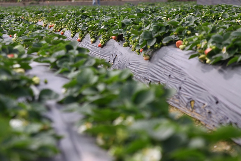 现在好多草莓滞销怎么办,草莓滞销的处理方法