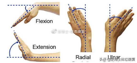 「功能训练」手腕僵硬无力不灵活，试试这几个动作吧