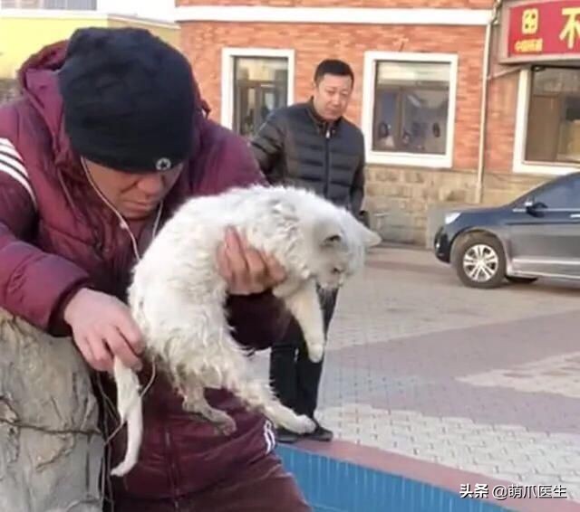 猫咪也会做噩梦吗,猫也会做噩梦吗