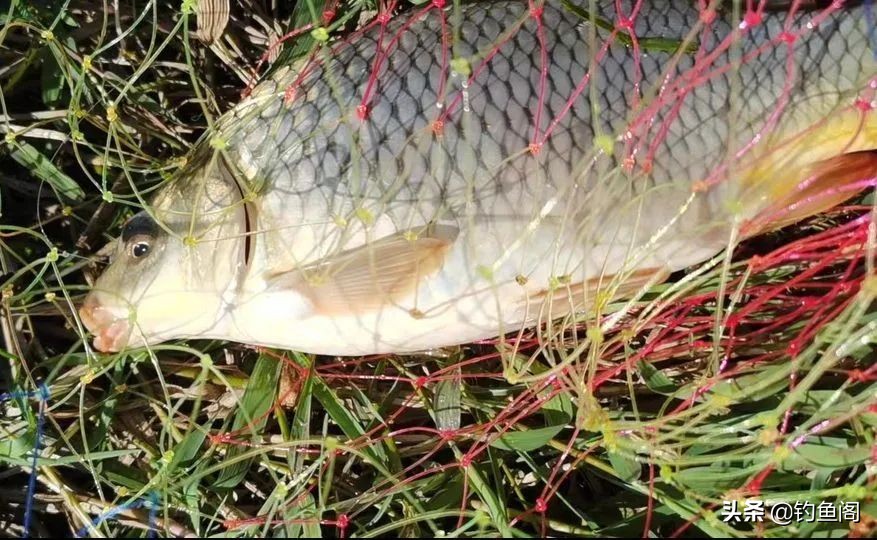 钓野生鱼的秘密,钓野生大鲤鱼