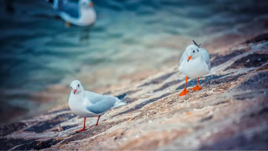 大咖|一位60后教授的崂山两日游