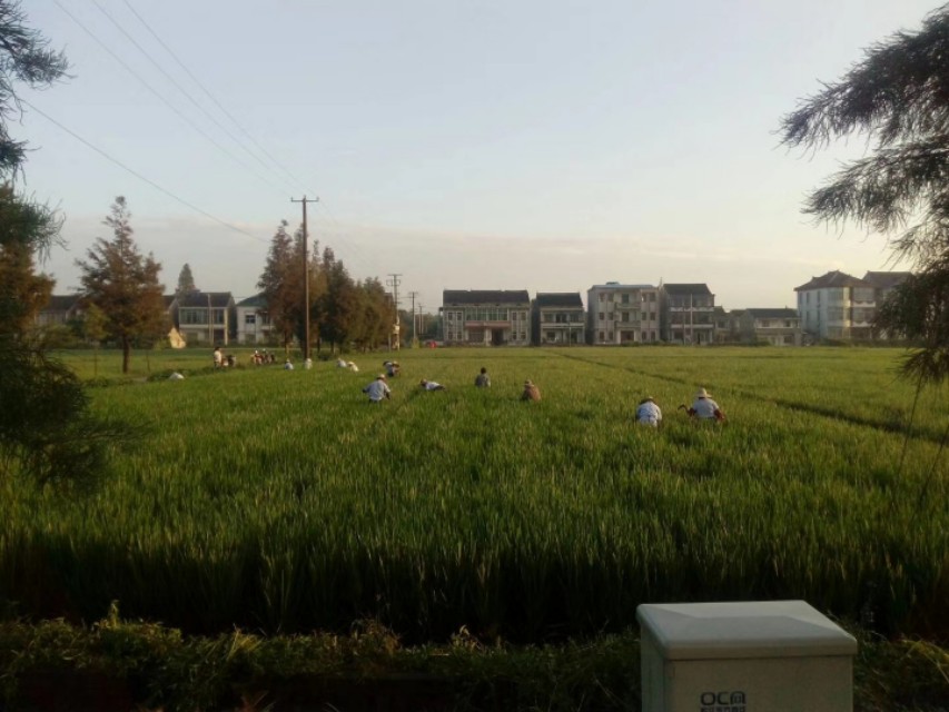 上海的农村民风淳朴，商品放在路边，没有老板，自己扫码拿了就走