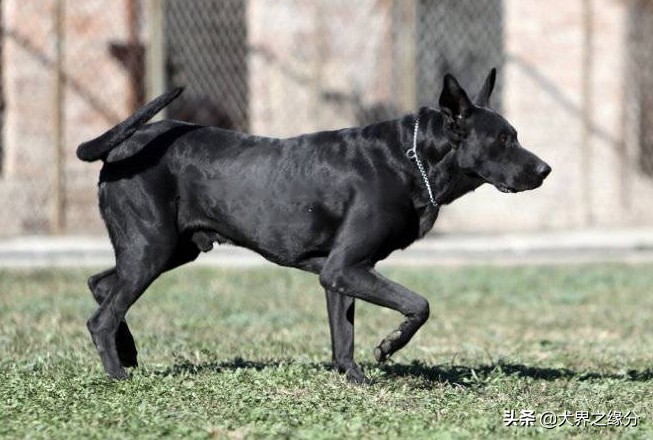 东北人喜欢养的大型犬,东北常见的犬种