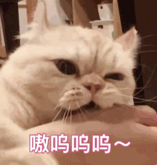 自古套路得喵心，5招让你家猫咪疯狂爱你