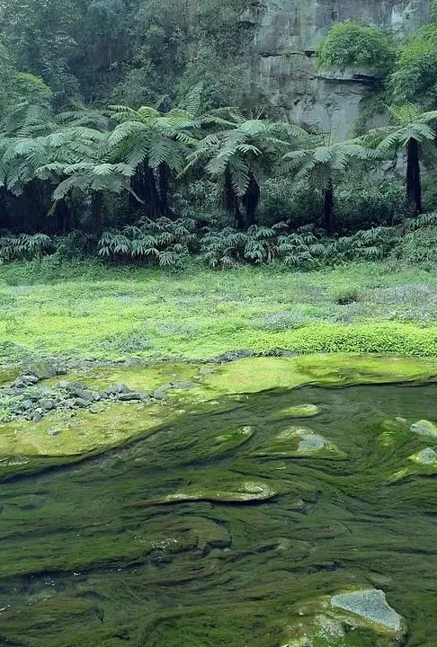 四月天山上春笋鲜,人间四月天春笋鲜