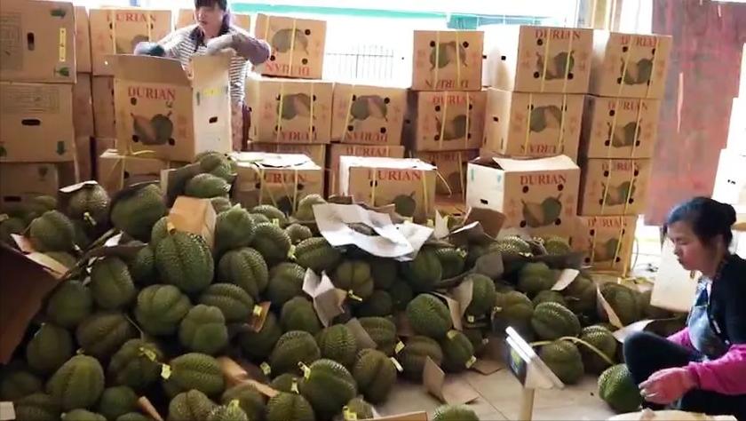 巴掌榴莲和甲仑榴莲哪个好,甲仑榴莲与金枕头榴莲口味