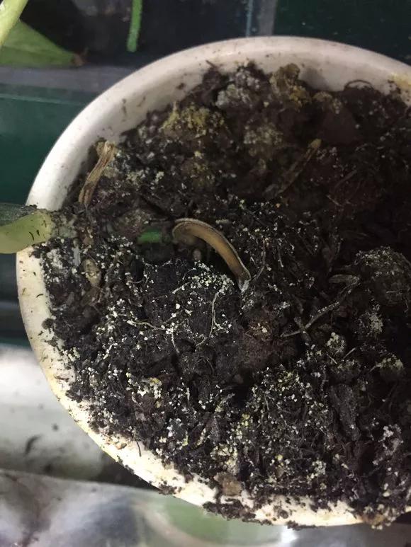 换盆黄叶掉叶,黄叶换盆最佳时间