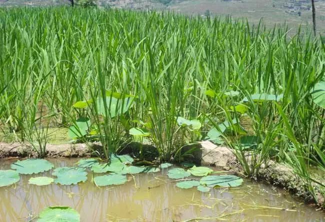 上海美食特别多的古镇,上海附近可以吃美食的古镇