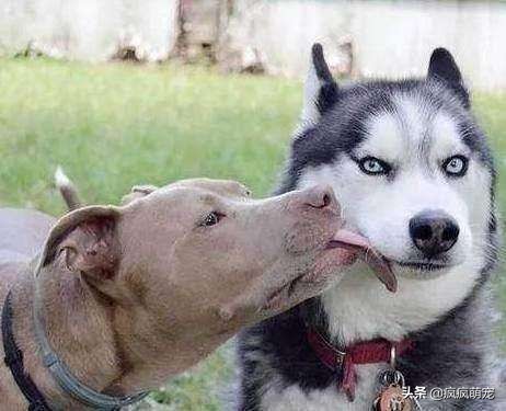 十大猛犬排行榜比特犬,最凶残的比特犬咬人