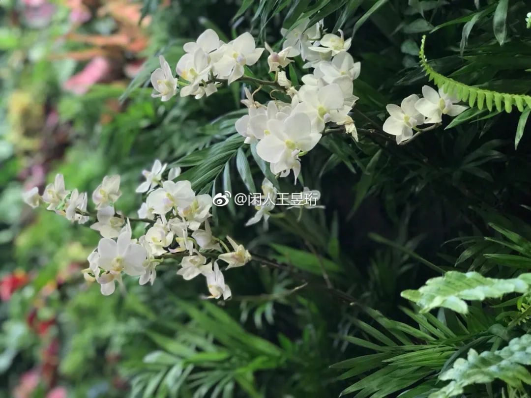 王昱珩不上班做到财富自由,最强大脑王昱珩清华毕业后不上班