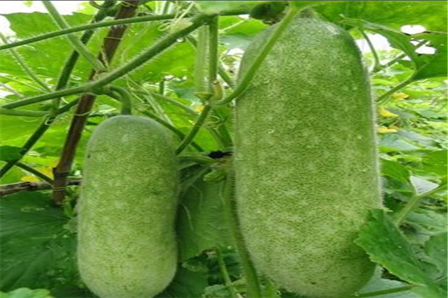 广东节瓜种植搭架技术,广东节瓜什么时候种植最好