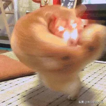 日本的一只“肌肉柴犬”火了，竟然还出了手办？！