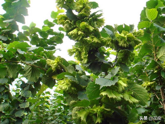 榛子的种植方法,坚果之王榛子
