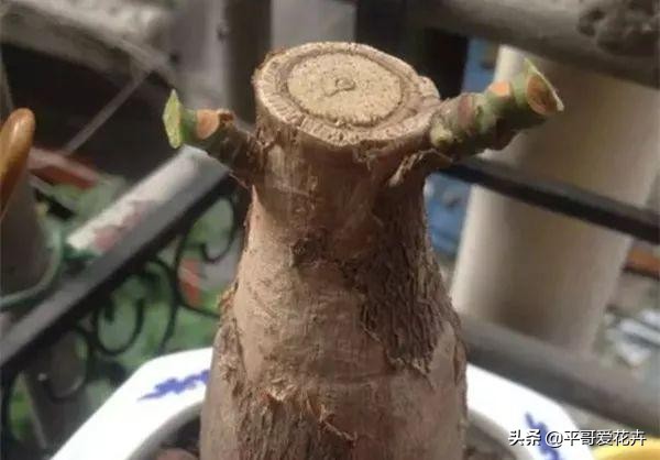 被冻伤花如何挽救,冬天冻不死的10种花