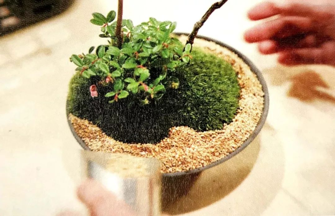 盆景制作方法与技巧,盆景制作小技巧