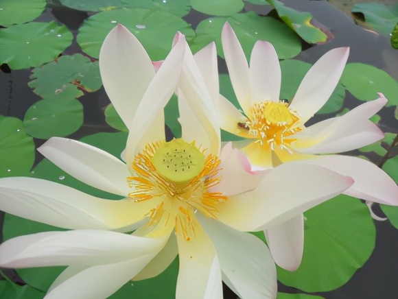 今天分享几十种荷花品种图鉴,荷花品种大全及名称图片