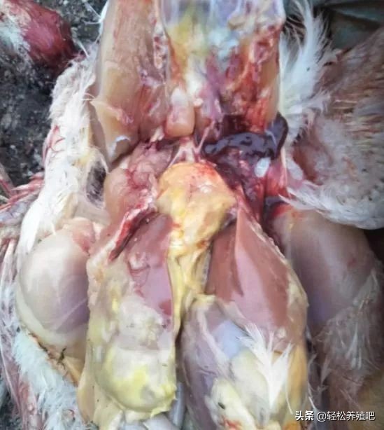 大鸡拉白稀屎用什么药治疗,鸡拉白屎最快的偏方