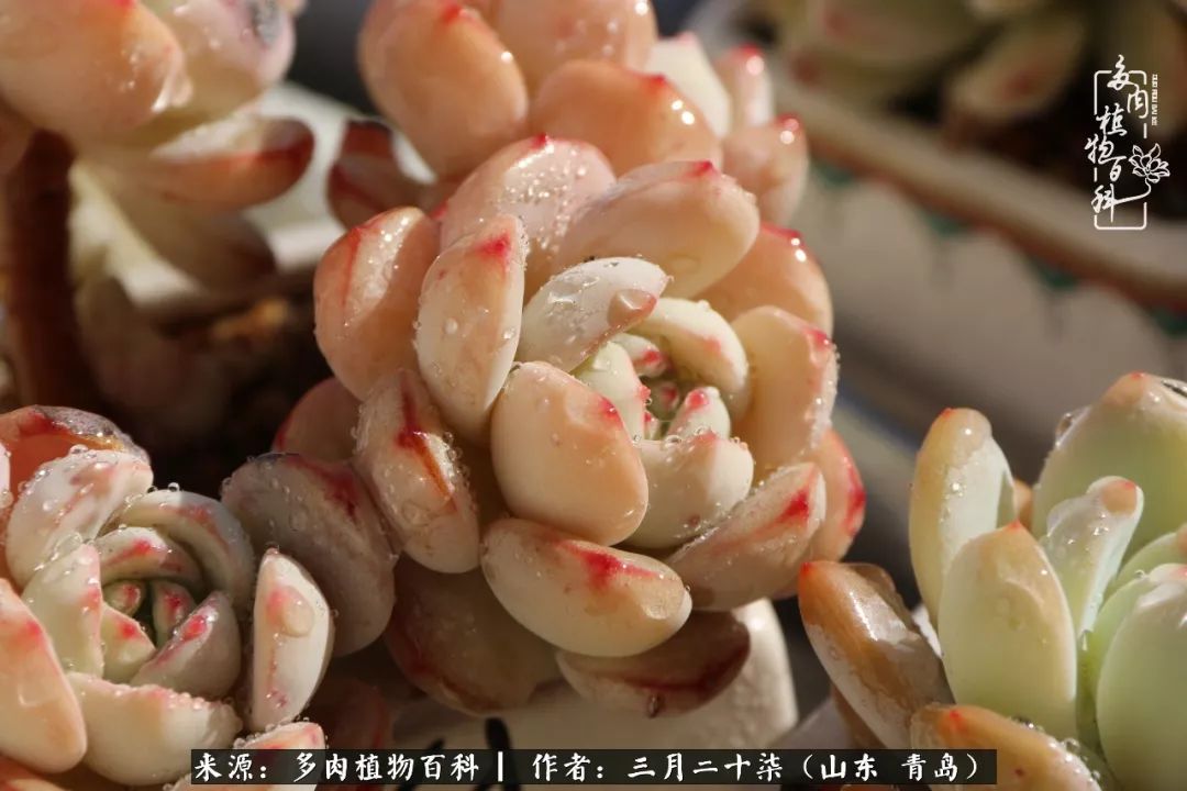 有多肉，有狗狗，给生活多一点惊喜