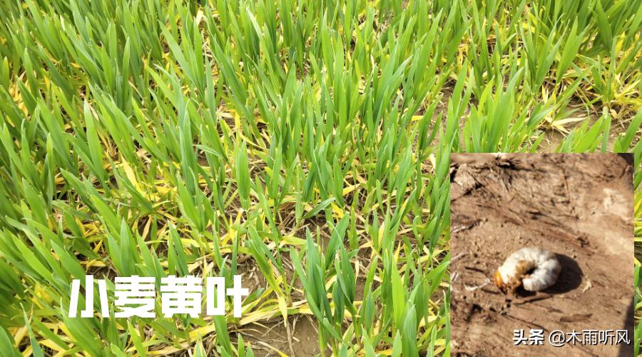 土地地下害虫怎么防治,防治地下害虫常用的施药方法是