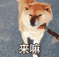 狗狗的几种类型,狗狗的性格会越来越像主人