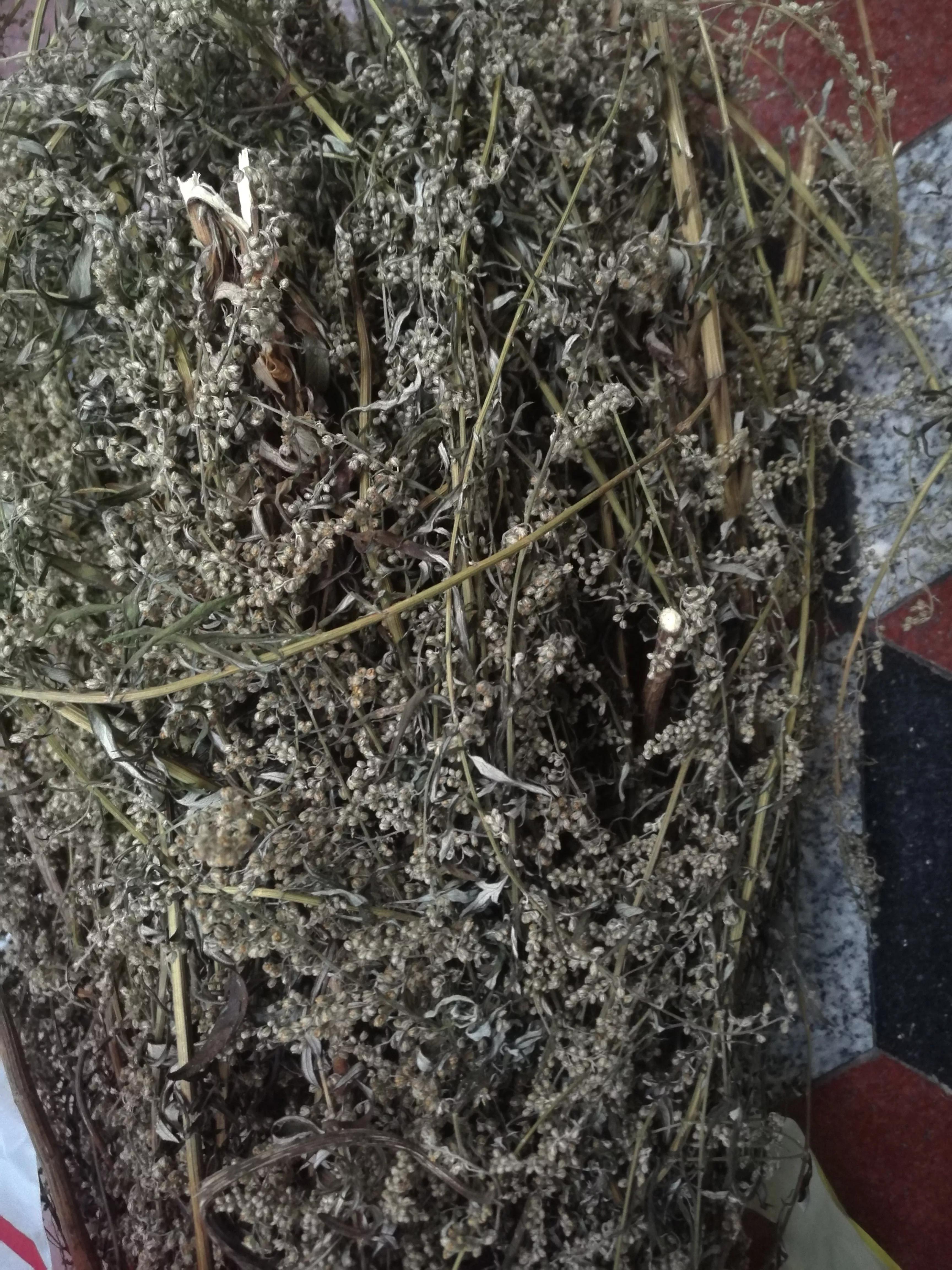 一年四季艾草飘香,山上艾草飘香