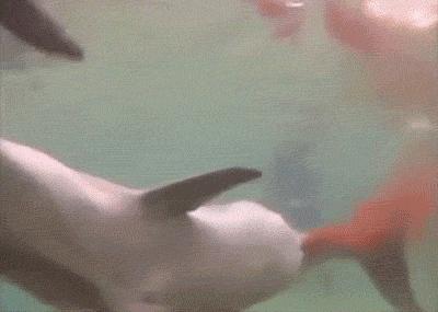 究竟有多少人还不知道，手机可以当“称”用？